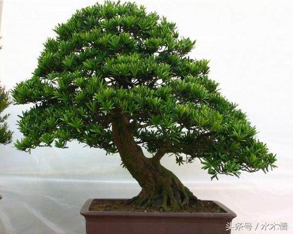 宁波检验检疫局从进口罗汉松中检出重要有害生物