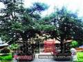 长沙树祖宗1500岁 为国内现存最老古罗汉松