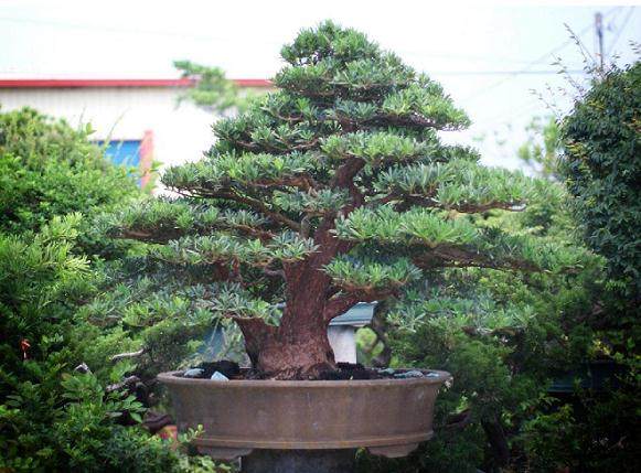 顺德破获罗汉松案 走私7.35亿元