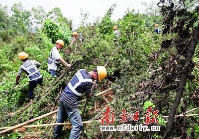 村民为获青苗补偿费抢种罗汉松(图)