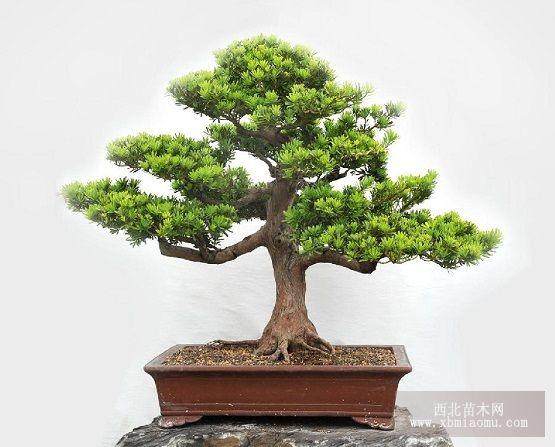 泉州云鹿路上的绿化树罗汉松球一夜之间被盗7株