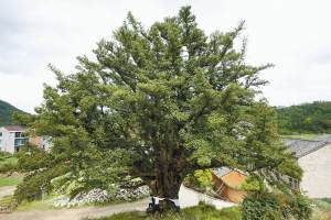 临海一棵罗汉松号称浙江第一 国内罕见 图片