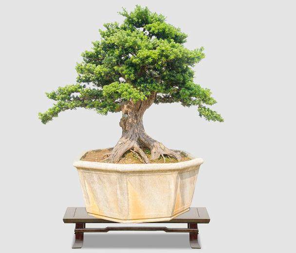 私自携带蝴蝶兰罗汉松 珠海口岸截获大量名贵苗木