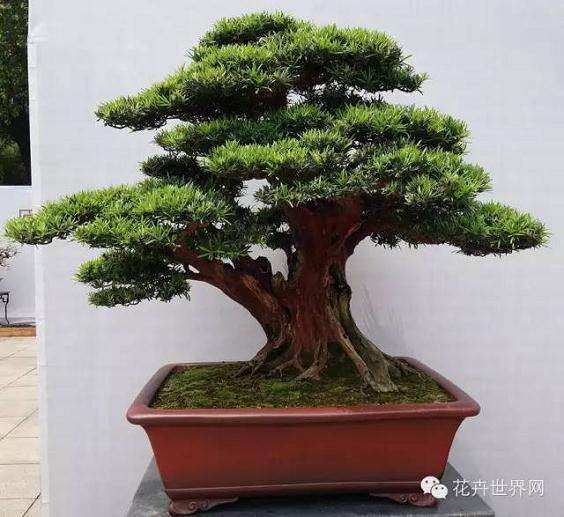 几十万元一株的罗汉松就种在大马路边,是不是太奢侈了?