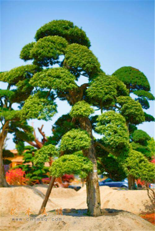 疯狂抢种10万罗汉松博赔偿