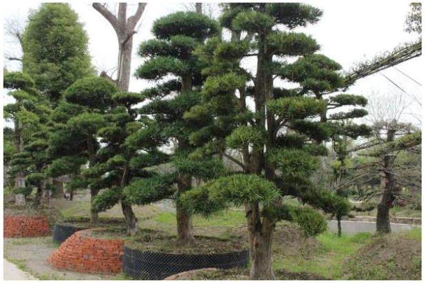 一棵1150余岁的千年罗汉松在洪灾中倒下  还好救活了