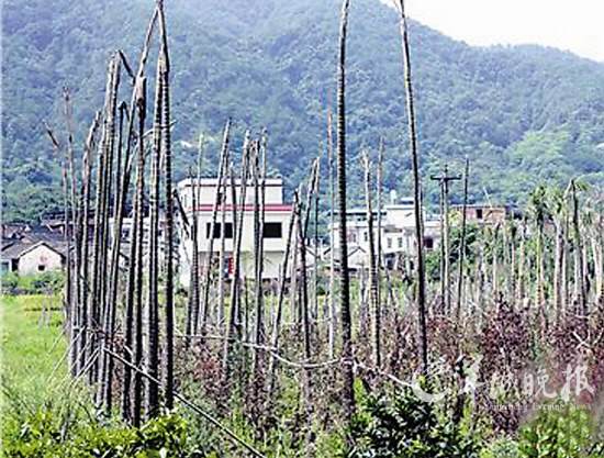 稻田果园里，大种罗汉松(图)