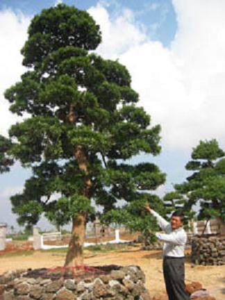 海南花卉大世界 日本罗汉松盆景价格68万元