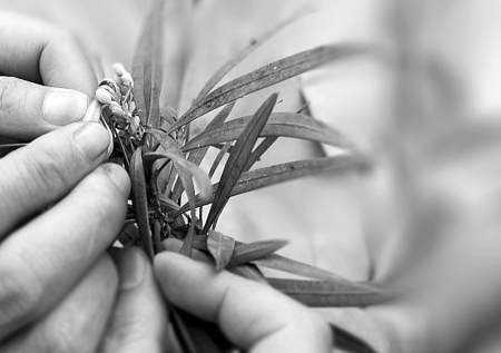 将被淹 500岁罗汉松盼有个