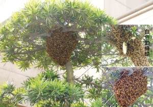 万只蜜蜂筑巢罗汉松(图)