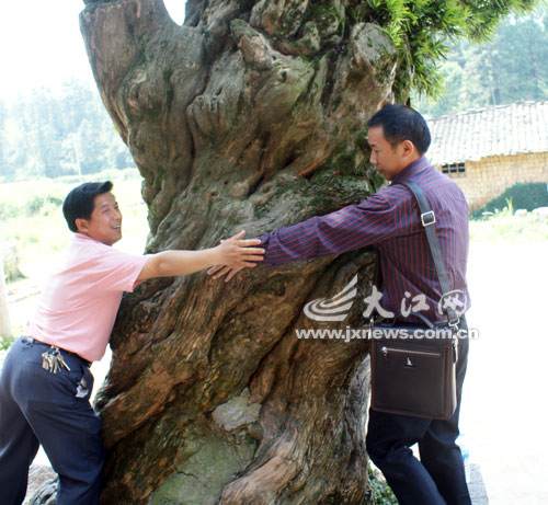 古罗汉松400岁(图)