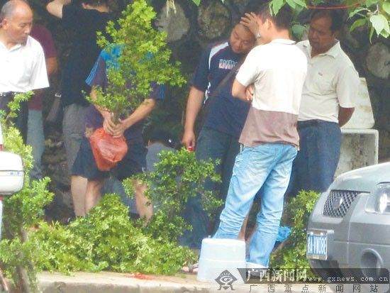 南宁花鸟市场有人卖国家二级保护植物野生罗汉松