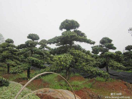 男子涉嫌走私7亿元罗汉松 被深圳警方抓货