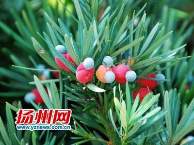 漕河风光带一棵罗汉松结果了 果实如&ldquo;醉罗汉&rdquo;