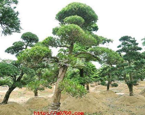 26万的&ldquo;罗汉松&rdquo;，钱多没处花？