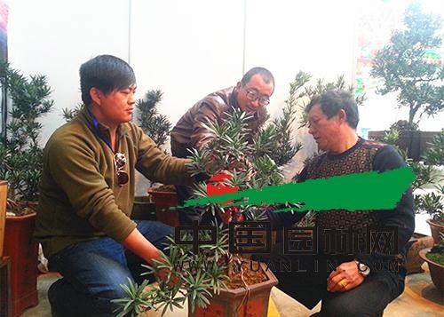 大理罗汉松一枝独秀 去年产值突破亿元