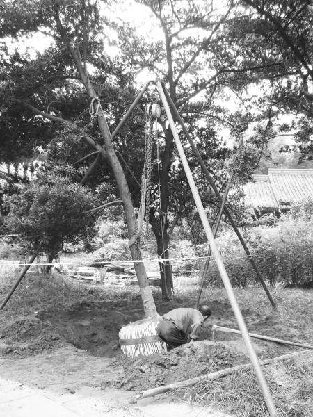 人在挖罗汉松，不知是怎么回事，是不是要把树挖去卖钱啊？