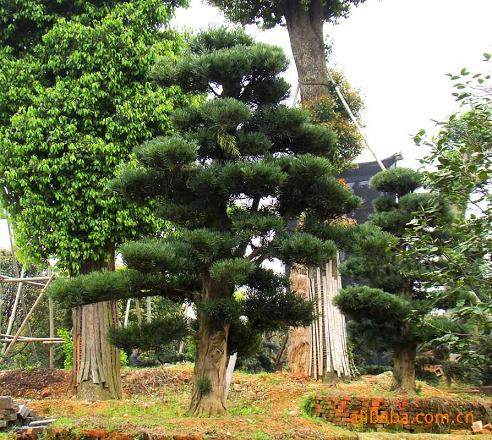 刚刚种下去20天的罗汉松苗，就这样被人毁了