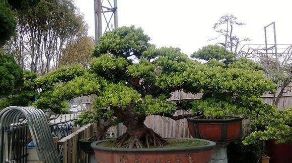 萧山苗木大户在富阳建华东最大罗汉松基地