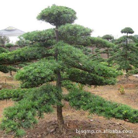 花王园艺:罗汉松黑松种植技术含量高 市场紧俏