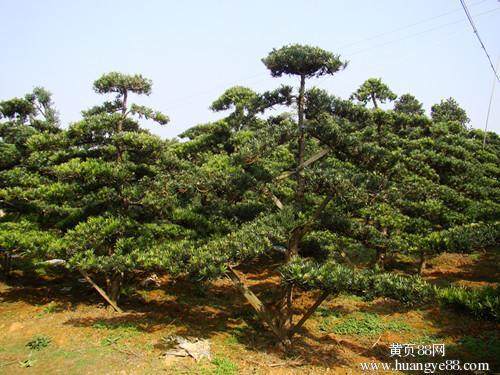 哪知朋友偷的 竟是树龄500年以上的罗汉松 价值上百万