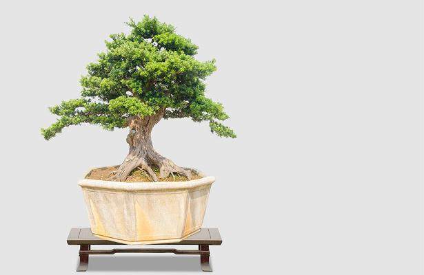 救脑瘫儿  盗卖百年罗汉松 以9000元的价格将两棵树卖给买家