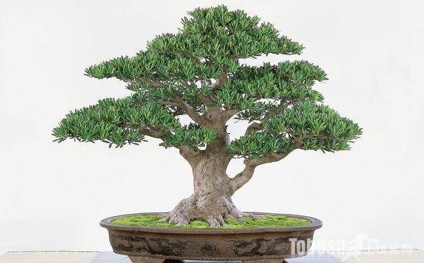 关于进口罗汉松植物检疫措施要求的公告