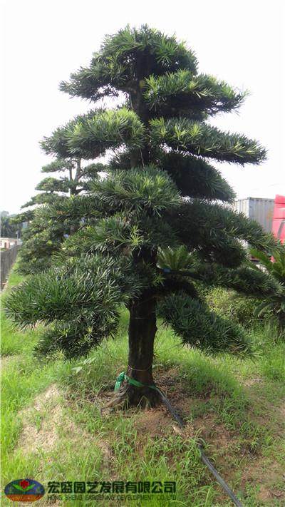 佛山南海区:罗汉松身价上万近期被盗多