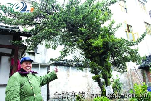 独山县城一株上百年的罗汉松 夏花秋结果