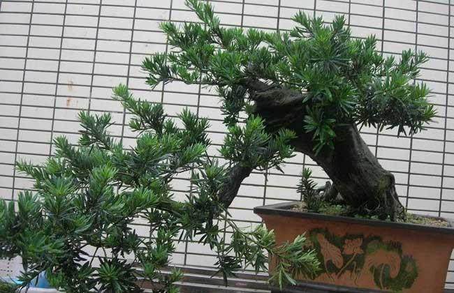 家有罗汉松 真的就是一世不受穷?