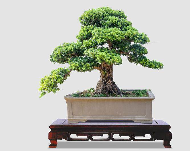 广西:珍贵树种罗汉松基地在北海市揭牌