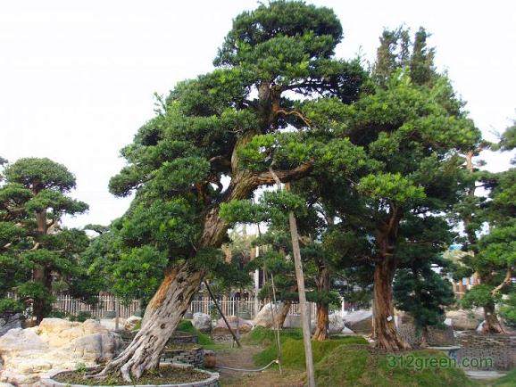 宁波成全国最大罗汉松进口口岸