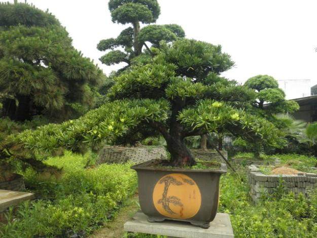 湛江海关查获涉嫌走私罗汉松 案值约100多万元