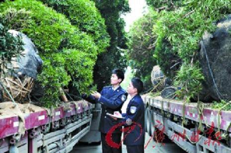 湛江查获无合法证明的进口罗汉松17棵 案值约100多万元