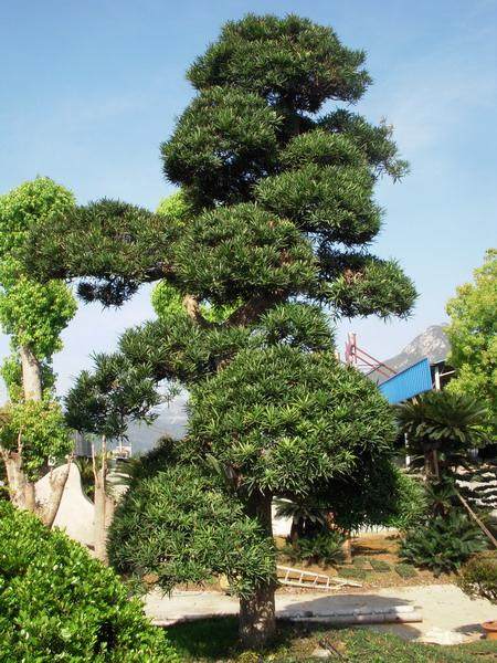 [湘潭]广州向韶山捐赠12棵超300年罗汉松