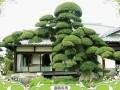 广西北海市10公分的罗汉松盆景已超过20万棵