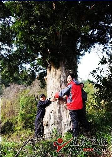 德兴发现两棵明代古罗汉松树