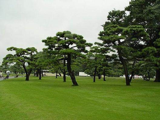 开采罗汉松村民落下250米高悬崖