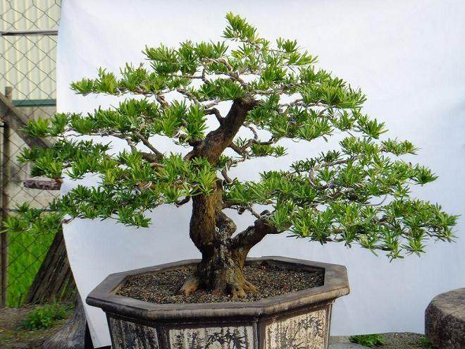 广西170多棵走私罗汉松漂白记：买证件合法化