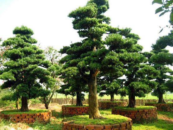 湾罗汉松成了摇钱树 每亩年收入在1万元左右