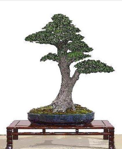 窃贼盗取一米高罗汉松民警英勇拦截终擒两人