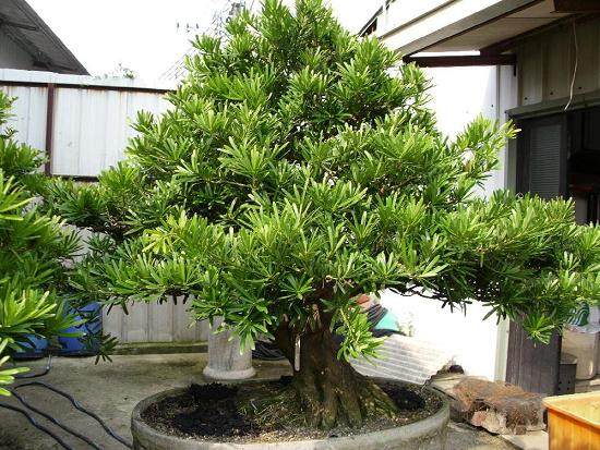 天润凯达共组织车辆25台 共种植罗汉松200棵