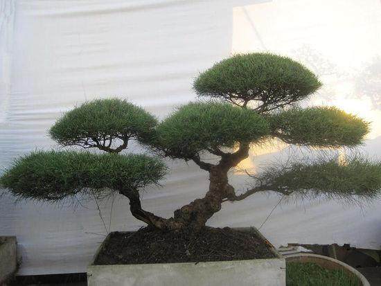 植树达人指导 黄敏惠种罗汉松