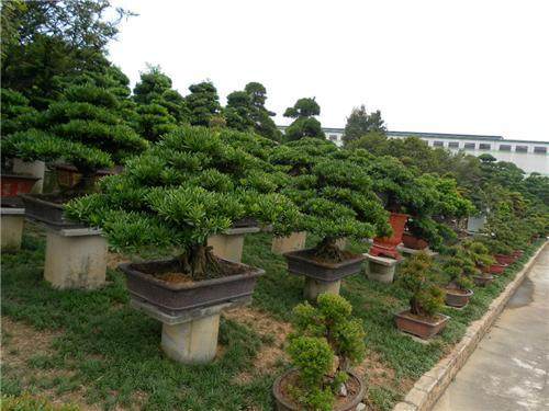 400岁罗汉松病危 输液喷药救它