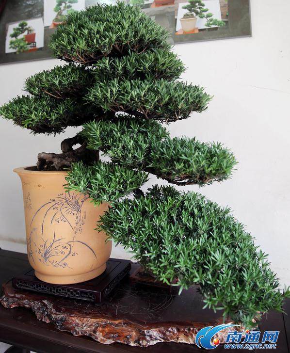 南通市参赛的雀舌罗汉松《高山流水》获得了三等奖