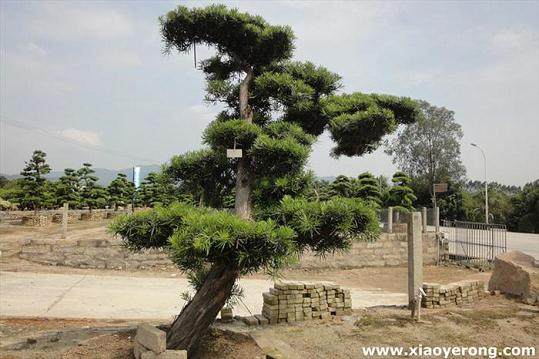 自家花场被盗 偷别人11颗罗汉松