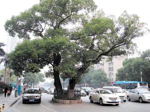 长沙最老古树古麓山寺的古罗汉松1500岁 图片