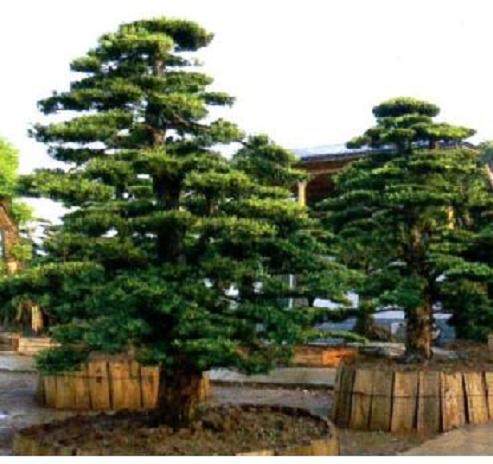 种养罗汉松的7个步骤