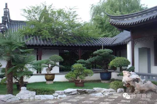 盆景与风水 你不知道的秘密