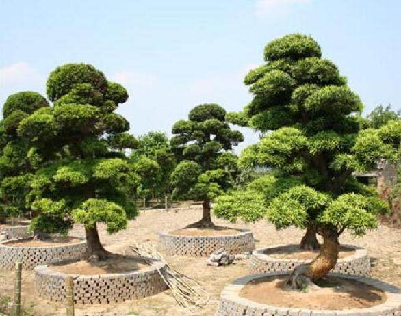 大鹏新区查获罗汉松走私案